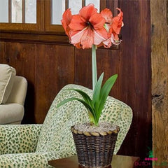 Amaryllis (Hippeastrum) Coral Beach Blooms Species Growing Bonsai Bulbs Roots Rhizomes Corms Tubers Potted Planting Reblooming Fragrant Garden Flower Seeds Plant  Size 12-16cm