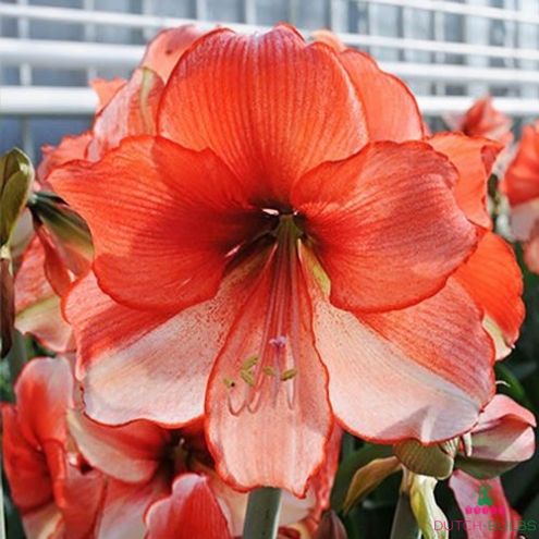 Amaryllis (Hippeastrum) Coral Beach Blooms Species Growing Bonsai Bulbs Roots Rhizomes Corms Tubers Potted Planting Reblooming Fragrant Garden Flower Seeds Plant  Size 12-16cm