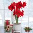 Amaryllis (Hippeastrum) Double Delicious Blooms Species Growing Bonsai Bulbs Roots Rhizomes Corms Tubers Potted Planting Reblooming Fragrant Garden Flower Seeds Plant  Size 12-16cm