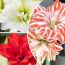 Amaryllis (Hippeastrum) Double Mix Blooms Species Growing Bonsai Bulbs Roots Rhizomes Corms Tubers Potted Planting Reblooming Fragrant Garden Flower Seeds Plant  Size 12-16cm