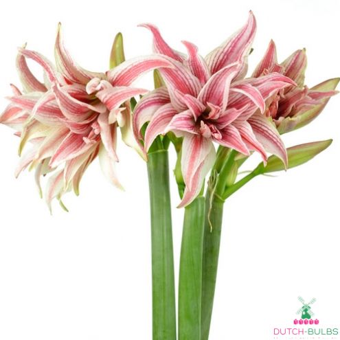 Amaryllis (Hippeastrum) Doublet Blooms Species Growing Bonsai Bulbs Roots Rhizomes Corms Tubers Potted Planting Reblooming Fragrant Garden Flower Seeds Plant  Size 12-16cm