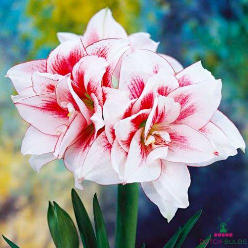 Amaryllis (Hippeastrum) Elvas Blooms Species Growing Bonsai Bulbs Roots Rhizomes Corms Tubers Potted Planting Reblooming Fragrant Garden Flower Seeds Plant  Size 12-16cm