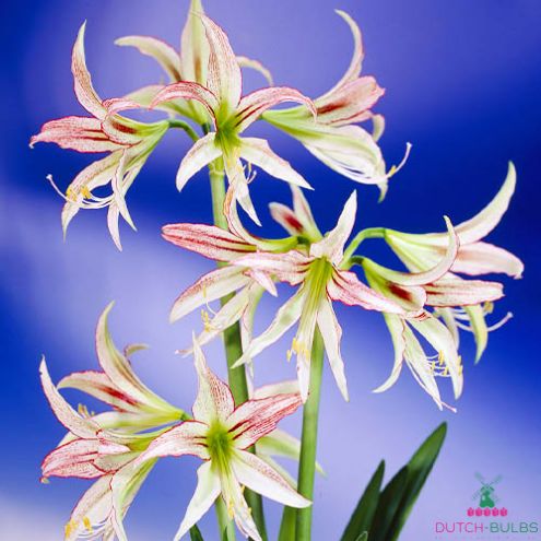 Amaryllis (Hippeastrum) Emerald Blooms Species Growing Bonsai Bulbs Roots Rhizomes Corms Tubers Potted Planting Reblooming Fragrant Garden Flower Seeds Plant  Size 12-16cm