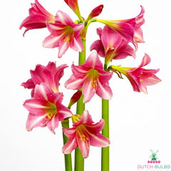 Amaryllis (Hippeastrum) Estella Blooms Species Growing Bonsai Bulbs Roots Rhizomes Corms Tubers Potted Planting Reblooming Fragrant Garden Flower Seeds Plant  Size 12-16cm