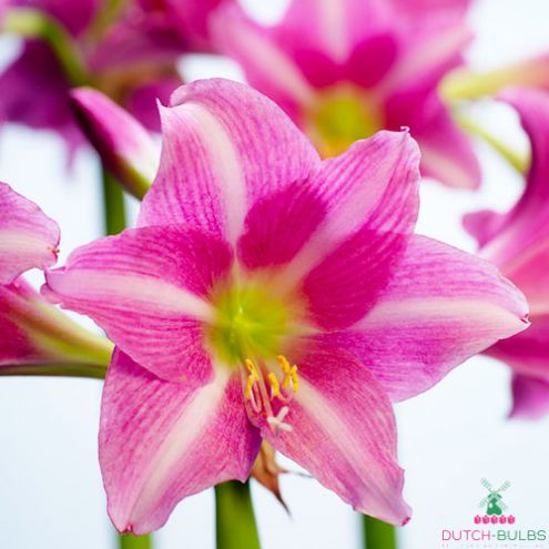 Amaryllis (Hippeastrum) Estella Blooms Species Growing Bonsai Bulbs Roots Rhizomes Corms Tubers Potted Planting Reblooming Fragrant Garden Flower Seeds Plant  Size 12-16cm