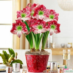 Amaryllis (Hippeastrum) Flamenco Queen Blooms Species Growing Bonsai Bulbs Roots Rhizomes Corms Tubers Potted Planting Reblooming Fragrant Garden Flower Seeds Plant  Size 12-16cm