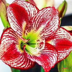 Amaryllis (Hippeastrum) Flamenco Queen Blooms Species Growing Bonsai Bulbs Roots Rhizomes Corms Tubers Potted Planting Reblooming Fragrant Garden Flower Seeds Plant  Size 12-16cm