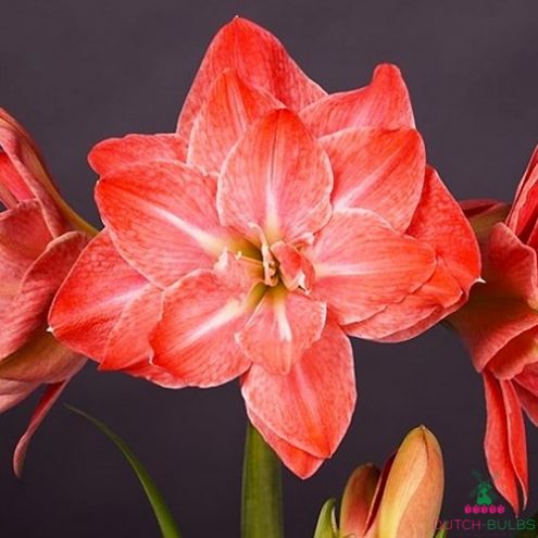 Amaryllis (Hippeastrum) Flamingo Amadeus  Blooms Species Growing Bonsai Bulbs Roots Rhizomes Corms Tubers Potted Planting Reblooming Fragrant Garden Flower Seeds Plant  Size 12-16cm