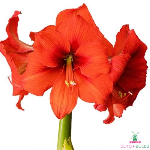 Amaryllis (Hippeastrum) Gold Medal Blooms Species Growing Bonsai Bulbs Roots Rhizomes Corms Tubers Potted Planting Reblooming Fragrant Garden Flower Seeds Plant  Size 12-16cm