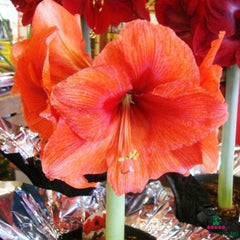 Amaryllis (Hippeastrum) Gold Medal Blooms Species Growing Bonsai Bulbs Roots Rhizomes Corms Tubers Potted Planting Reblooming Fragrant Garden Flower Seeds Plant  Size 12-16cm