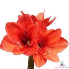 Amaryllis (Hippeastrum) Gold Medal Blooms Species Growing Bonsai Bulbs Roots Rhizomes Corms Tubers Potted Planting Reblooming Fragrant Garden Flower Seeds Plant  Size 12-16cm