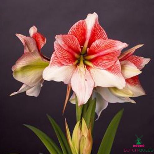 Amaryllis (Hippeastrum) Grandise Fantasy Blooms Species Growing Bonsai Bulbs Roots Rhizomes Corms Tubers Potted Planting Reblooming Fragrant Garden Flower Seeds Plant  Size 12-16cm