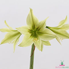 Amaryllis/Hippeastrum Green Valley Blooms Species Growing Bonsai Bulbs Roots Rhizomes Corms Tubers Potted Planting Reblooming Fragrant Garden Flower Seeds Plant  Size 12-16cm