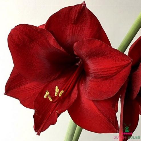 Amaryllis (Hippeastrum) Mandela Blooms Species Growing Bonsai Bulbs Roots Rhizomes Corms Tubers Potted Planting Reblooming Fragrant Garden Flower Seeds Plant  Size 12-16cm