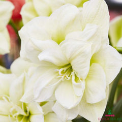 Amaryllis (Hippeastrum) Marilyn Blooms Species Growing Bonsai Bulbs Roots Rhizomes Corms Tubers Potted Planting Reblooming Fragrant Garden Flower Seeds Plant  Size 12-16cm