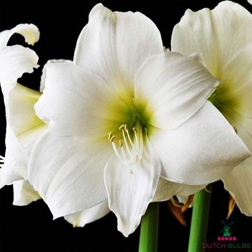 AMARYLLIS BULBS Blooms Species Growing Bonsai Bulbs Roots Rhizomes Corms Tubers Potted Planting Reblooming Fragrant Garden Flower Seeds Plant  Size 12-16cm