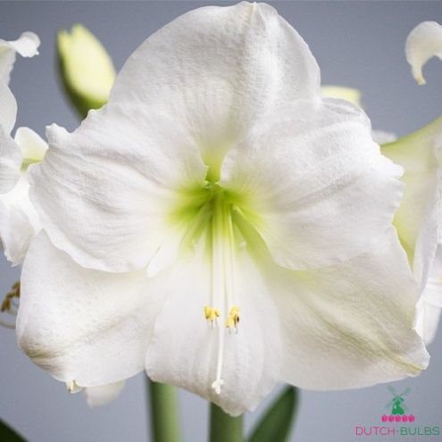 Amaryllis (Hippeastrum) Moscow Blooms Species Growing Bonsai Bulbs Roots Rhizomes Corms Tubers Potted Planting Reblooming Fragrant Garden Flower Seeds Plant  Size 12-16cm