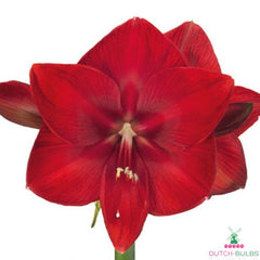 Amaryllis (Hippeastrum) Moulin Rouge Blooms Species Growing Bonsai Bulbs Roots Rhizomes Corms Tubers Potted Planting Reblooming Fragrant Garden Flower Seeds Plant  Size 12-16cm