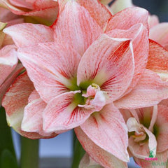 Amaryllis/Hippeastrum Pink Glory Blooms Species Growing Bonsai Bulbs Roots Rhizomes Corms Tubers Potted Planting Reblooming Fragrant Garden Flower Seeds Plant  Size 12-16cm