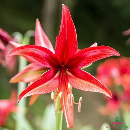 Amaryllis (Hippeastrum) Rose Cybister Blooms Species Growing Bonsai Bulbs Roots Rhizomes Corms Tubers Potted Planting Reblooming Fragrant Garden Flower Seeds Plant  Size 12-16cm