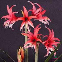 Amaryllis (Hippeastrum) Rose Cybister Blooms Species Growing Bonsai Bulbs Roots Rhizomes Corms Tubers Potted Planting Reblooming Fragrant Garden Flower Seeds Plant  Size 12-16cm