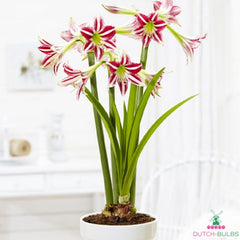 Amaryllis (Hippeastrum) Santiago Blooms Species Growing Bonsai Bulbs Roots Rhizomes Corms Tubers Potted Planting Reblooming Fragrant Garden Flower Seeds Plant  Size 12-16cm