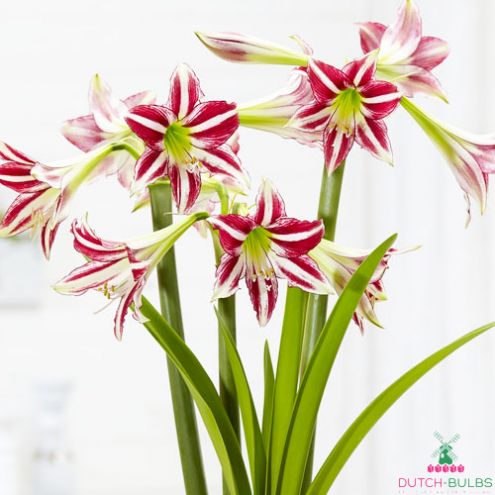 Amaryllis (Hippeastrum) Santiago Blooms Species Growing Bonsai Bulbs Roots Rhizomes Corms Tubers Potted Planting Reblooming Fragrant Garden Flower Seeds Plant  Size 12-16cm