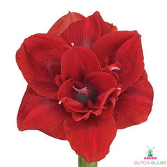 Amaryllis (Hippeastrum) Scarlet Nymph Blooms Species Growing Bonsai Bulbs Roots Rhizomes Corms Tubers Potted Planting Reblooming Fragrant Garden Flower Seeds Plant  Size 12-16cm