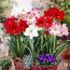 Amaryllis (Hippeastrum) Single Mix Blooms Species Growing Bonsai Bulbs Roots Rhizomes Corms Tubers Potted Planting Reblooming Fragrant Garden Flower Seeds Plant  Size 12-16cm