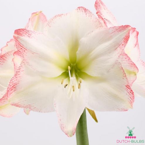 Amaryllis/Hippeastrum Sofia Blooms Species Growing Bonsai Bulbs Roots Rhizomes Corms Tubers Potted Planting Reblooming Fragrant Garden Flower Seeds Plant  Size 12-16cm