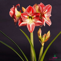 Amaryllis (Hippeastrum) Spotted Queen Blooms Species Growing Bonsai Bulbs Roots Rhizomes Corms Tubers Potted Planting Reblooming Fragrant Garden Flower Seeds Plant  Size 12-16cm