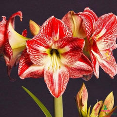 Amaryllis (Hippeastrum) Spotted Queen Blooms Species Growing Bonsai Bulbs Roots Rhizomes Corms Tubers Potted Planting Reblooming Fragrant Garden Flower Seeds Plant  Size 12-16cm