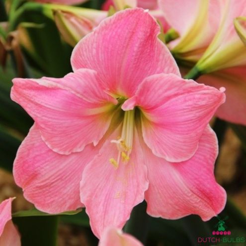 Amaryllis (Hippeastrum) Sweet Star Blooms Species Growing Bonsai Bulbs Roots Rhizomes Corms Tubers Potted Planting Reblooming Fragrant Garden Flower Seeds Plant  Size 12-16cm