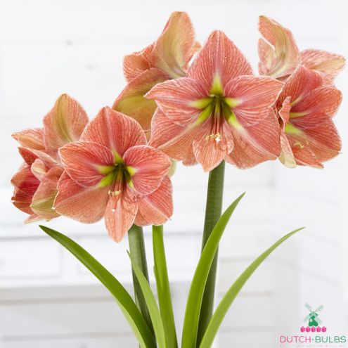 Amaryllis (Hippeastrum) Terra Cotta Star Blooms Species Growing Bonsai Bulbs Roots Rhizomes Corms Tubers Potted Planting Reblooming Fragrant Garden Flower Seeds Plant  Size 12-16cm