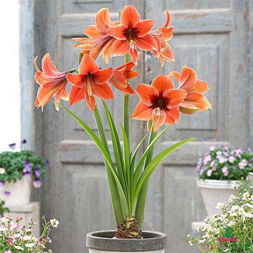 Amaryllis (Hippeastrum) Terra Mystica Blooms Species Growing Bonsai Bulbs Roots Rhizomes Corms Tubers Potted Planting Reblooming Fragrant Garden Flower Seeds Plant  Size 12-16cm