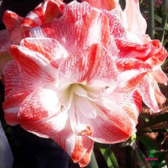 Amaryllis (Hippeastrum) United Glory Blooms Species Growing Bonsai Bulbs Roots Rhizomes Corms Tubers Potted Planting Reblooming Fragrant Garden Flower Seeds Plant  Size 12-16cm