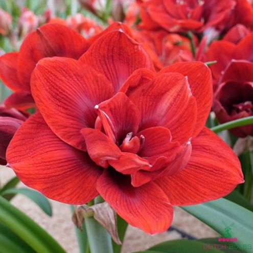 Amaryllis (Hippeastrum) Velvet Nymph Blooms Species Growing Bonsai Bulbs Roots Rhizomes Corms Tubers Potted Planting Reblooming Fragrant Garden Flower Seeds Plant  Size 12-16cm