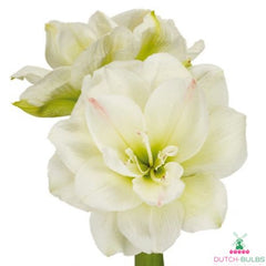 Amaryllis (Hippeastrum) White Amadeus Blooms Species Growing Bonsai Bulbs Roots Rhizomes Corms Tubers Potted Planting Reblooming Fragrant Garden Flower Seeds Plant  Size 12-16cm