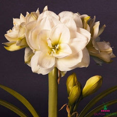 Amaryllis (Hippeastrum) White Amadeus Blooms Species Growing Bonsai Bulbs Roots Rhizomes Corms Tubers Potted Planting Reblooming Fragrant Garden Flower Seeds Plant  Size 12-16cm