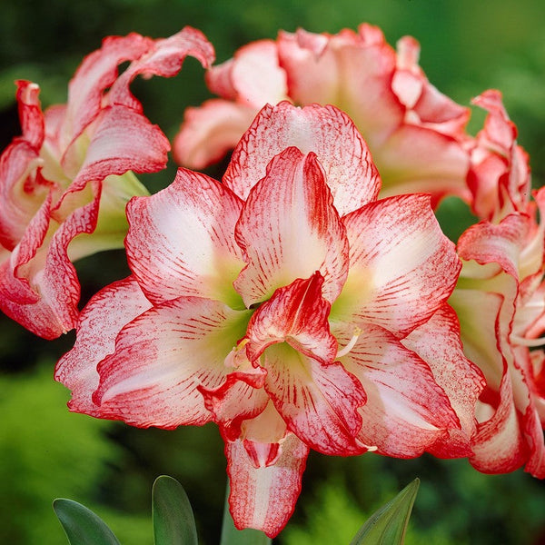 Double Record Amaryllis Hippeastrum Blooms Species Growing Bonsai Bulbs Roots Rhizomes Corms Tubers Potted Planting Reblooming Fragrant Garden Flower Seeds Plant  Size 12-16cm