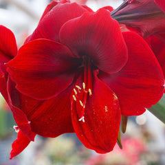 Ferrari Amaryllis Hippeastrum Blooms Species Growing Bonsai Bulbs Roots Rhizomes Corms Tubers Potted Planting Reblooming Fragrant Garden Flower Seeds Plant  Size 12-16cm