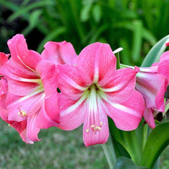 Pink Flush Amaryllis Hippeastrum Blooms Species Growing Bonsai Bulbs Roots Rhizomes Corms Tubers Potted Planting Reblooming Fragrant Garden Flower Seeds Plant  Size 12-16cm