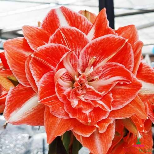 Amaryllis (Hippeastrum) Sunshine Nymph Blooms Species Growing Bonsai Bulbs Roots Rhizomes Corms Tubers Potted Planting Reblooming Fragrant Garden Flower Seeds Plant  Size 12-16cm