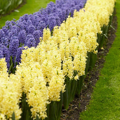 Gipsy Princess Hyacinth Bulbs Blooms Species Growing Bonsai Roots Rhizomes Corms Tubers Potted Planting Reblooming Fragrant Garden Flower Seeds Plant Gardening