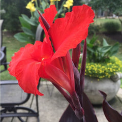 Australia Canna Bulbs Perennial Growing Bonsai Roots Rhizomes Corms Tubers Potted Planting Reblooming Fragrant Garden Species Blooms Flower Seeds Plant Gardening