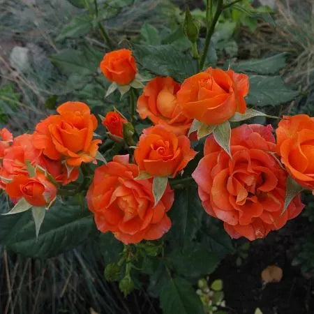 Orange Rose Plant Seedlings Flower Seeds Perennial Growing Bonsai Corms Tubers Potted Planting Reblooming Fragrant Garden Roots Rhizomes Species Blooms Bulbs Gardening Tree