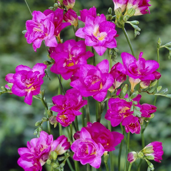 Double Blooming Pink Freesia Bulbs Growing Bonsai Roots Rhizomes Corms Tubers Potted Planting Reblooming Fragrant Garden Species Blooms Flower Seeds Plant Gardening
