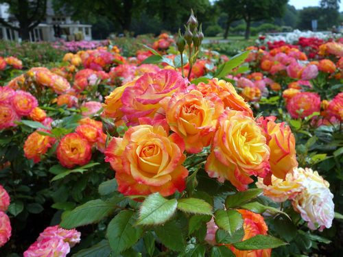 Gartenspass Rose Seedlings Flower Seeds Perennial Growing Bonsai Corms Tubers Potted Planting Reblooming Fragrant Garden Roots Rhizomes Species Blooms Plant Bulbs Gardening Tree