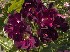 Night Owl Rose Seedlings Flower Seeds Perennial Growing Bonsai Corms Tubers Potted Planting Reblooming Fragrant Garden Roots Rhizomes Species Blooms Plant Bulbs Gardening Tree