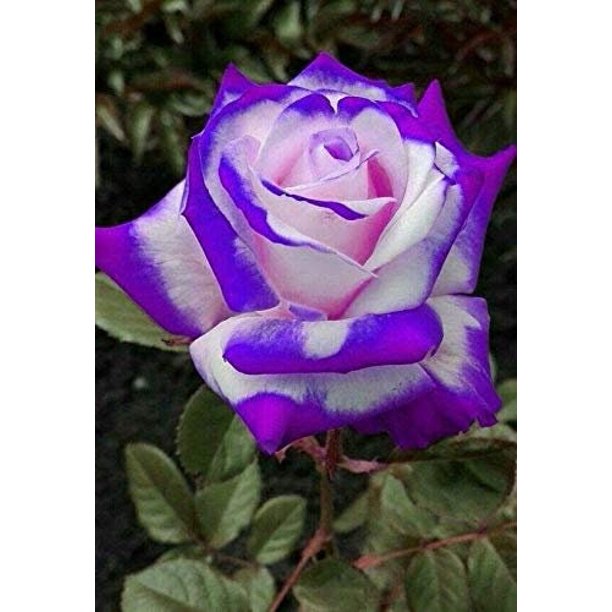 Purple Haze Rose Plant Seedlings Flower Seeds Perennial Growing Bonsai Corms Tubers Potted Planting Reblooming Fragrant Garden Roots Rhizomes Species Blooms Bulbs Gardening Tree